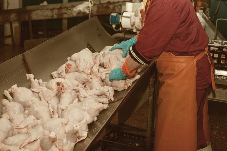 Jobsearch for chicken farm laborer